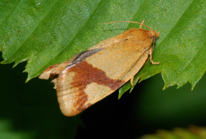 Aphelia ochreana